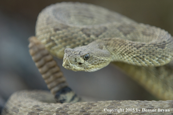 Rattlesnake on rocks.