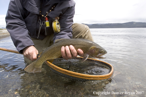 Flyfisherman releasing cutthroat trout.