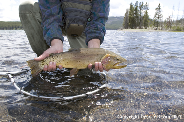 Flyfisherman releasing cutthroat trout.