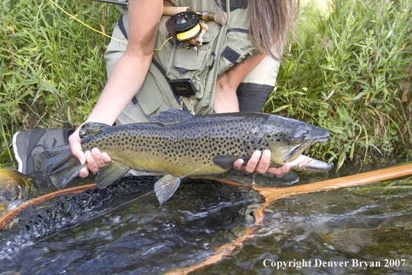 Woman flyfisher with large brown trout.