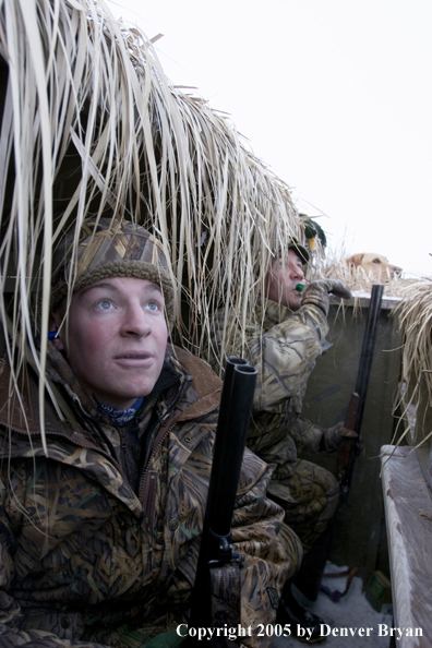 Duck hunter and yellow labrador in blind with bagged mallards on roof. 