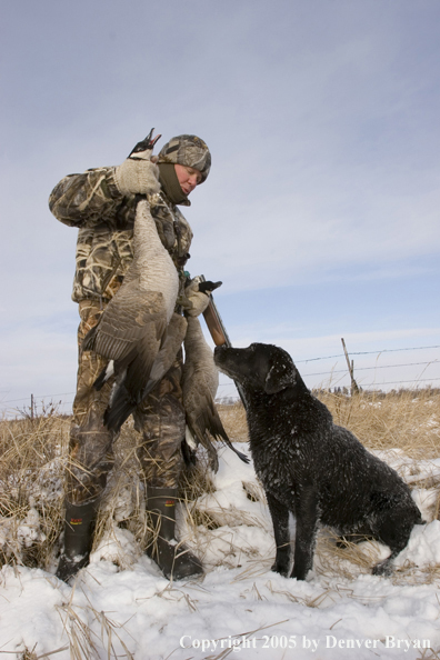 Goose hunter with black labrador in field displays bagged geese during the winter.