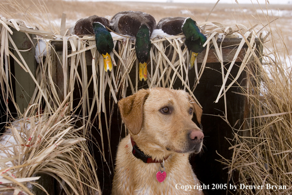 Yellow labrador retriever in blind with bagged mallards on roof.