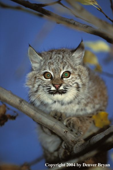 Bobcat in tree.