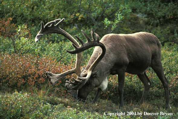 Caribou bull grazing.