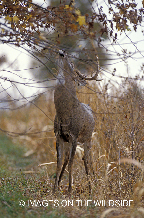 Whitetail deer scent marking.