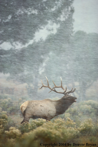 Bull elk bugling.