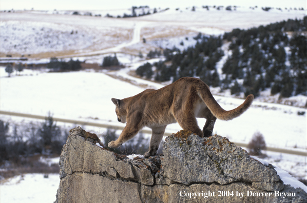 Mountain lion in habitat