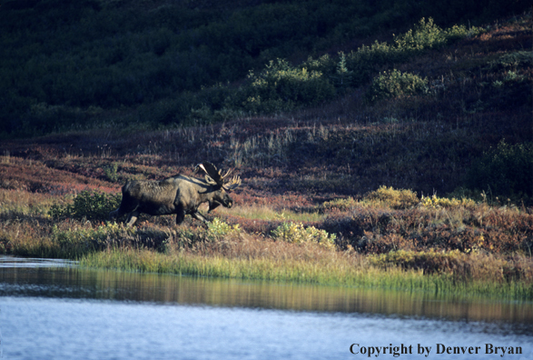 Alaskan moose wading across pond on tundra