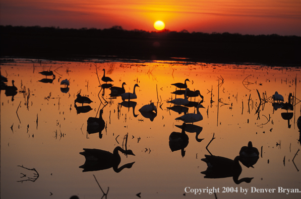 Goose decoys on pond.