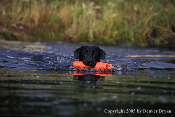 Black Labrador Retriever retrieving training dummy