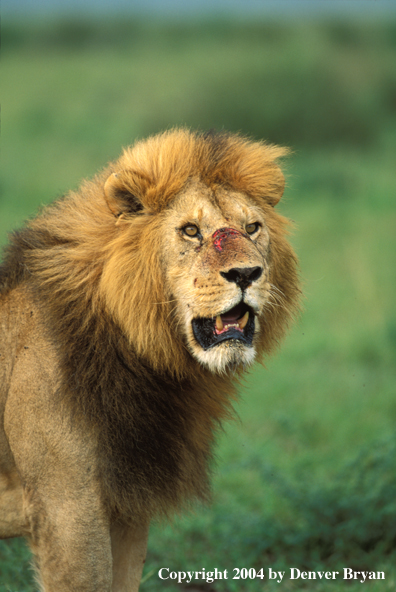 Male African lion in habitat.  Africa