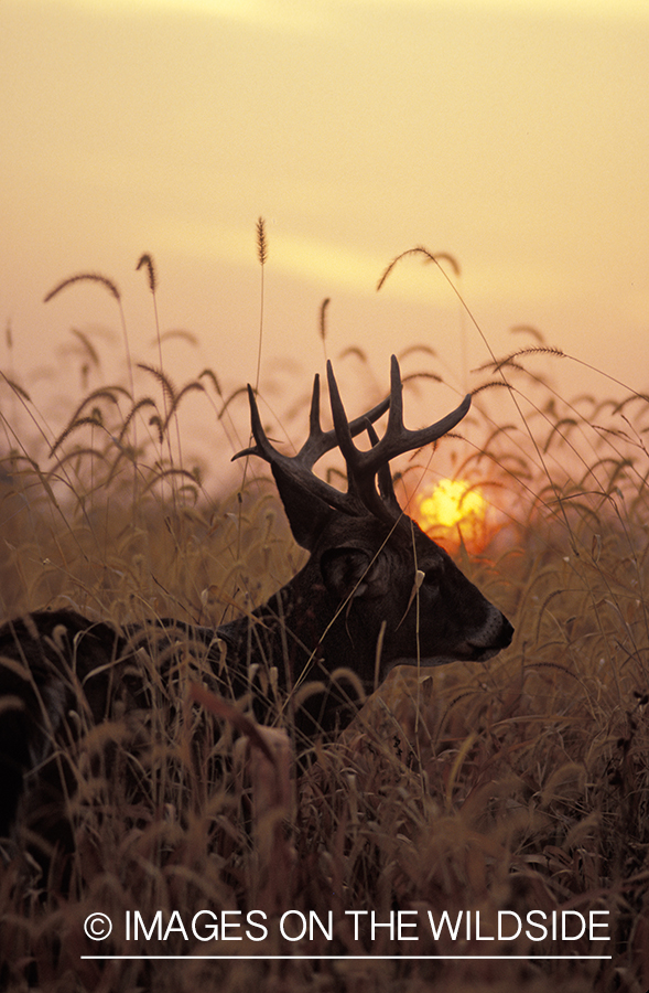 Whitetail deer at sunrise/sunset