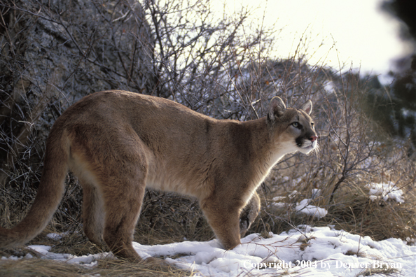 Mountain lion in habitat