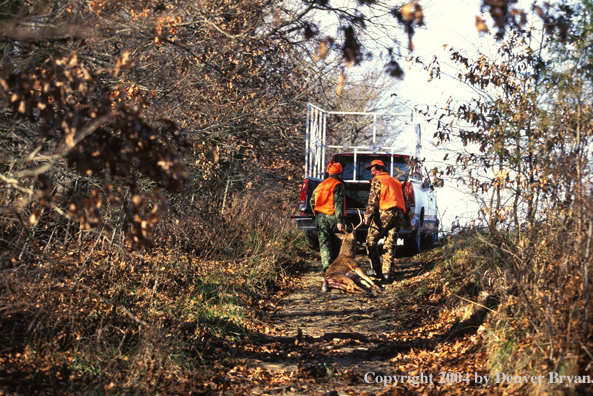 Father and son dragging white-tailed deer to truck.