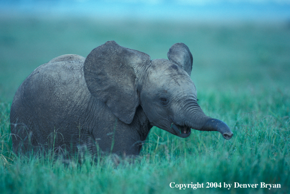 Baby African elephant in habitat.