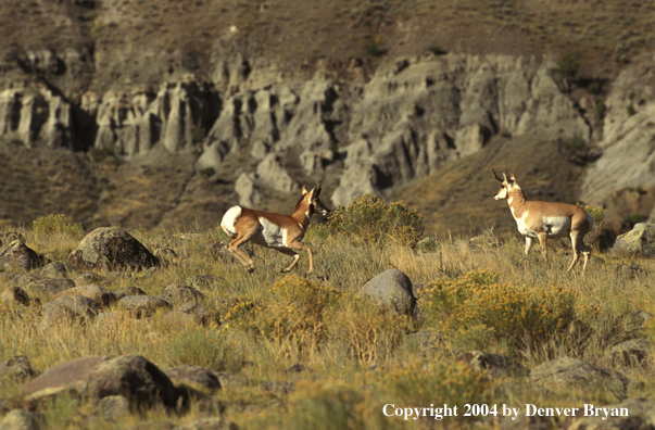 Pronghorn antelope in habitat