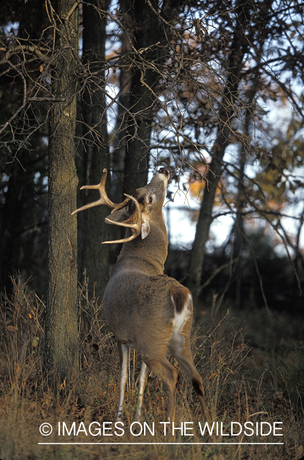 Whitetail deer scent marking.