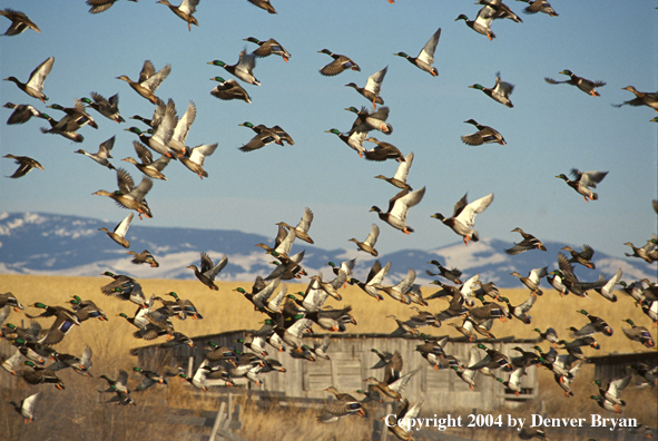 Flock of Mallards in flight