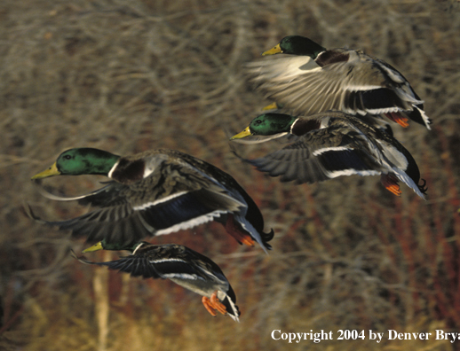 Mallard drakes in flight