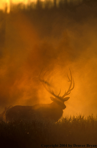 Bull elk in habitat.