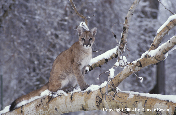 Mountain lion cub in habitat