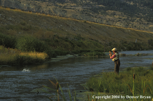 Woman flyfisher with fish on line.