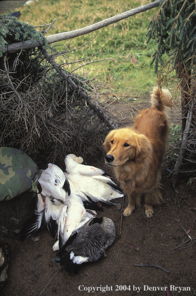 Golden Retriever with bagged geese.