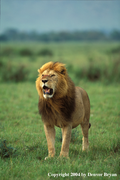 Male African lion in habitat.  Africa