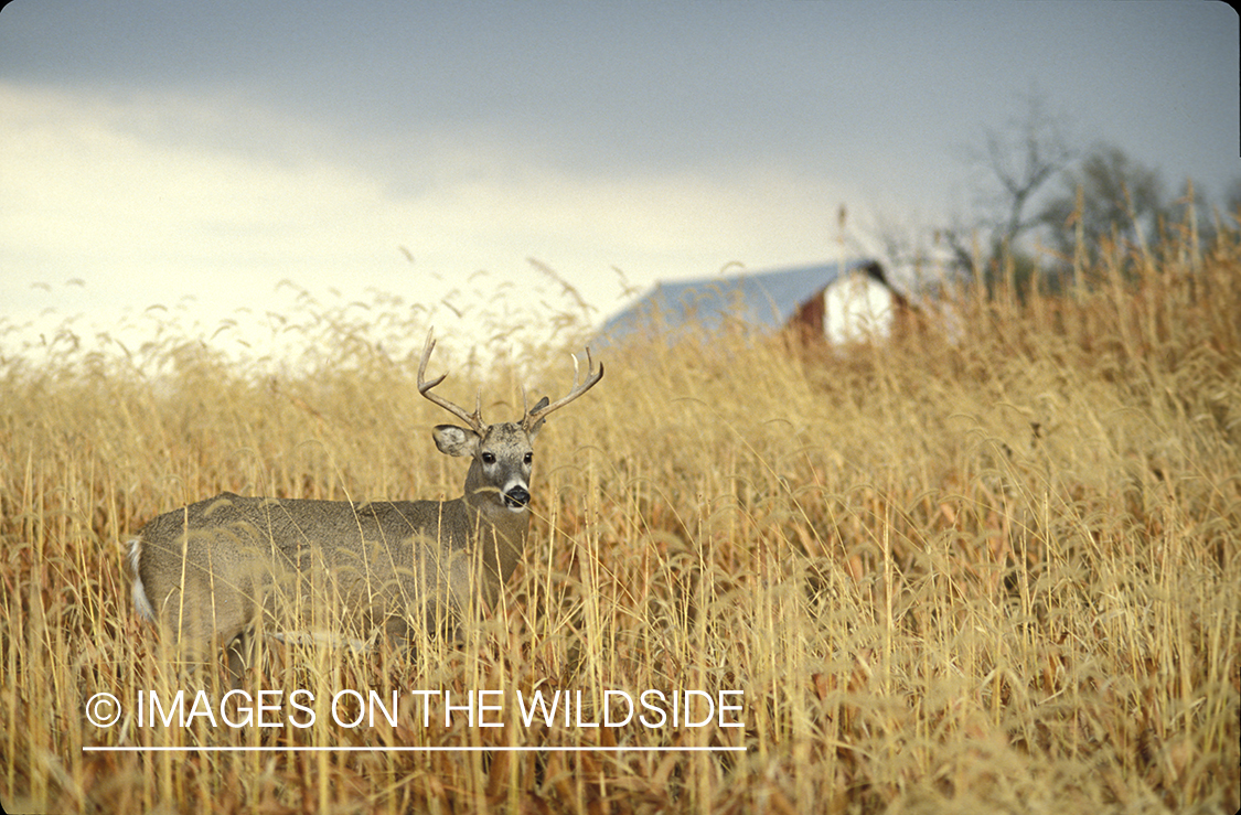 Whitetail deer in habitat.