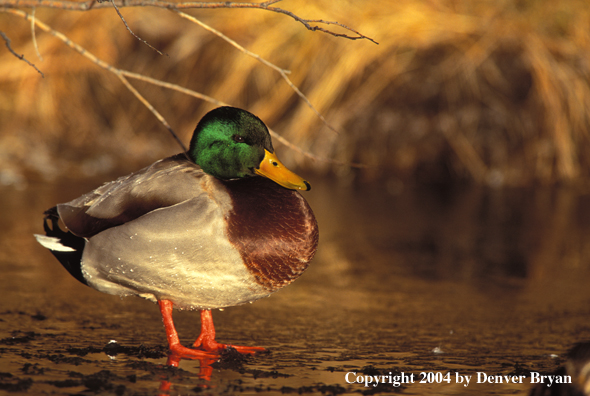 Mallard drake in water