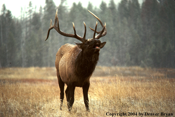 Bull elk bugling.