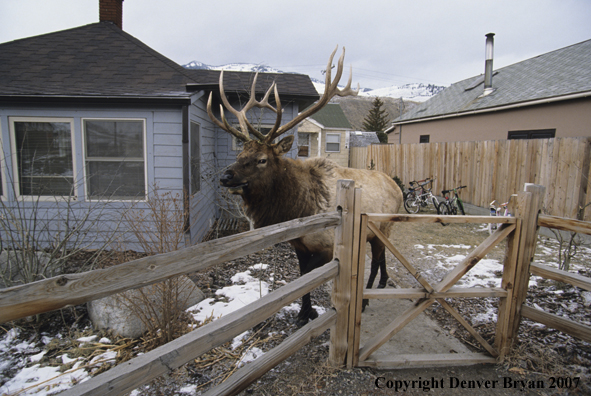 Elk in backyard of house