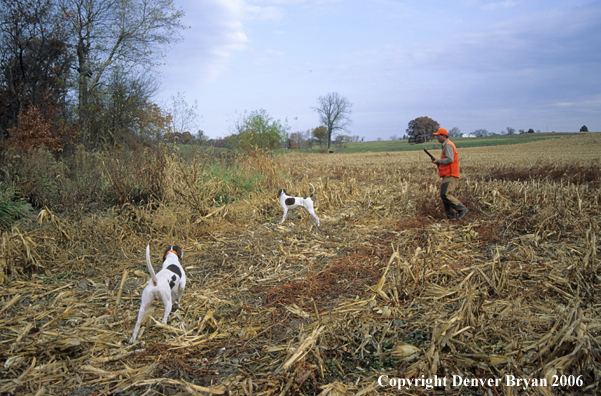 Upland game bird hunter with dogs hunting.