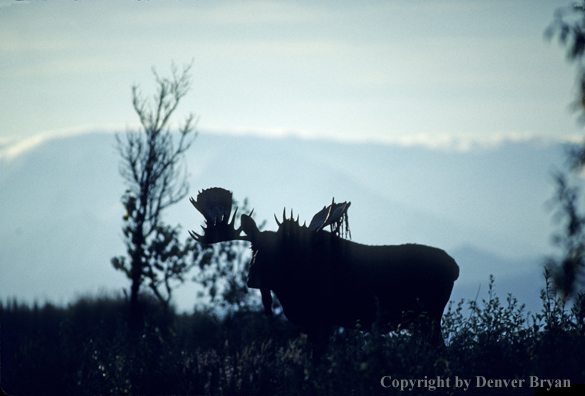 Alaskan bull moose silhouette,  on tundra with recently shed velvet.