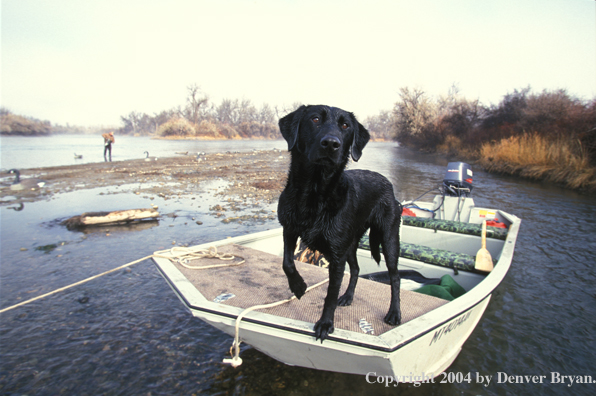 Black Labrador Retriever in boat (hunter in background).