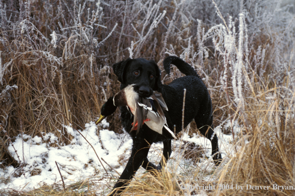 Black Labrador Retriever with mallard