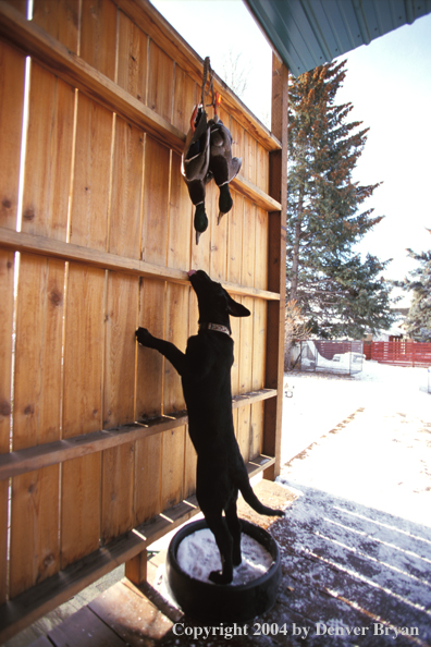 Black Labrador Retriever pup trying to reach mallards