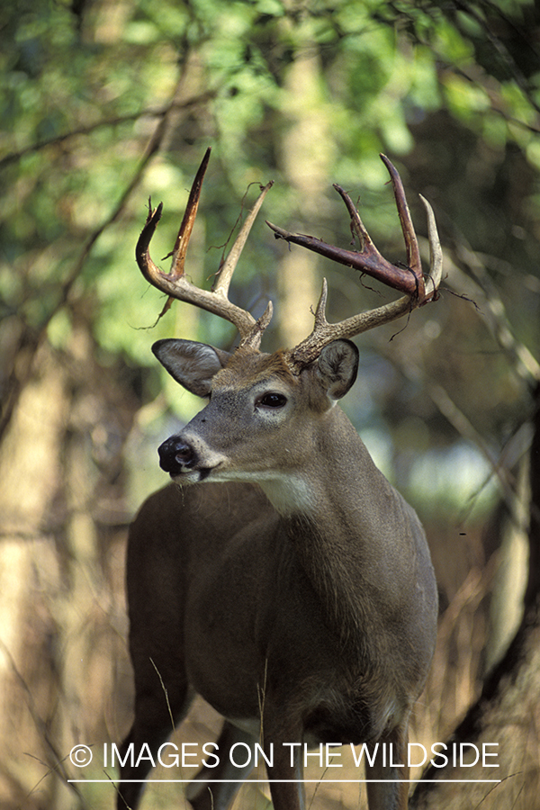 Whitetail deer in habitat.