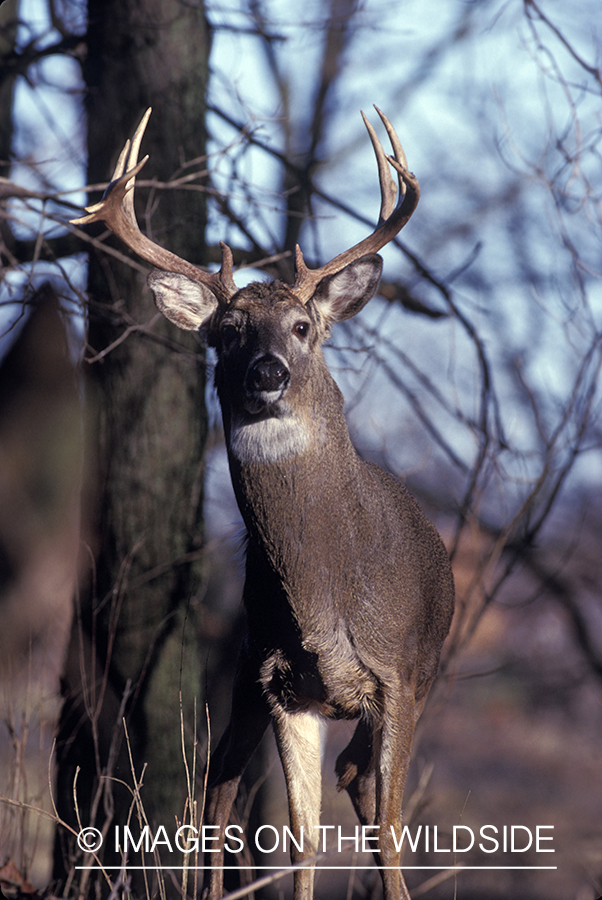 Whitetail deer in habitat.