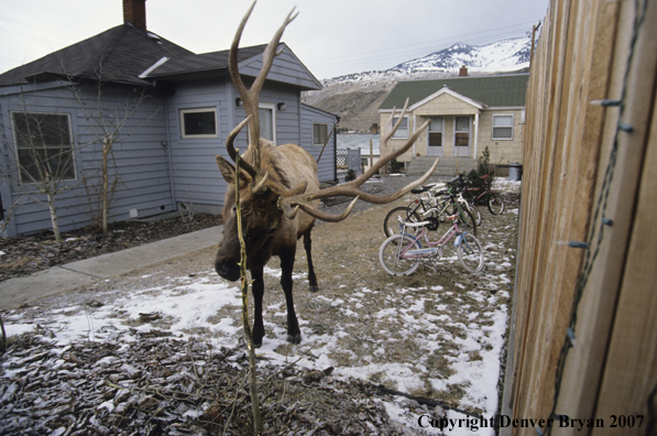 Elk in backyard of house scraping on tree