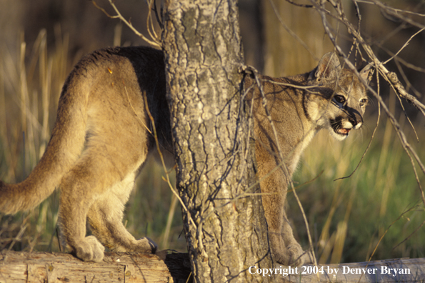 Mountain lion cub in habitat