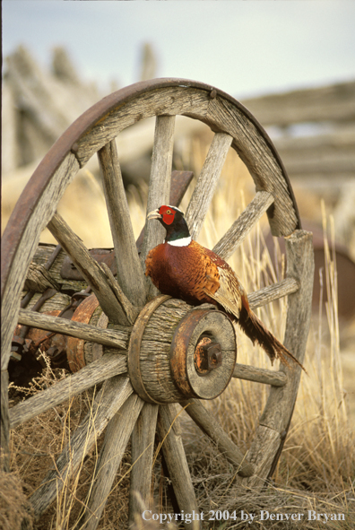 Ring-necked Pheasant on wheel