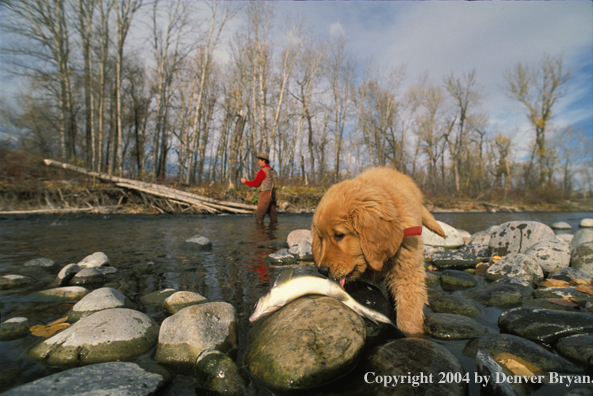 Flyfisherman casting with Golden retriver puppy licking trout.