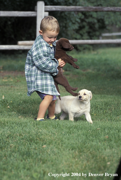 Child with chocolate and yellow Labrador Retriever puppies