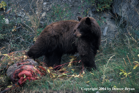 Black Bear with kill.