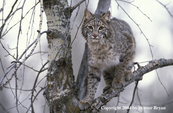 Bobcat in tree