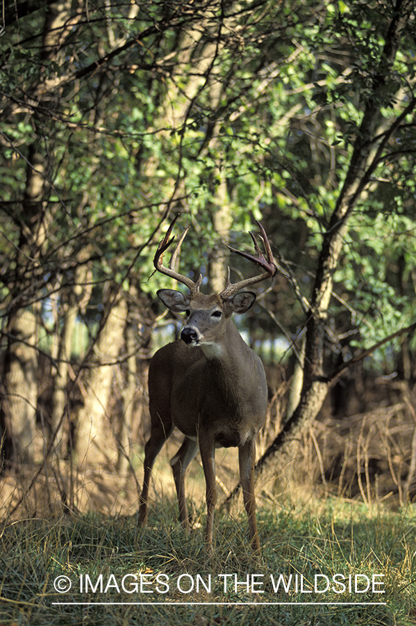 Whitetail deer in habitat.