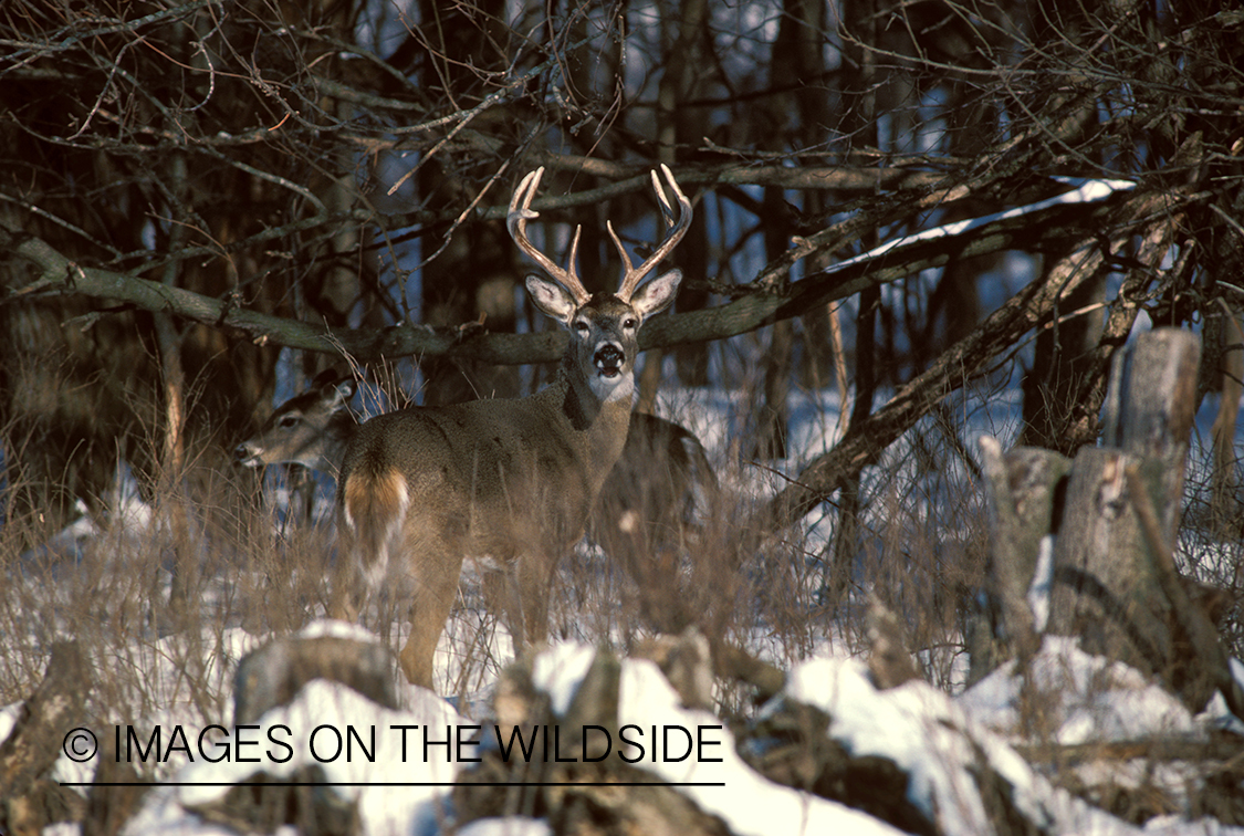 Whitetailed buck with doe