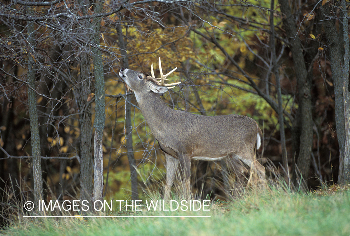 Whitetail deer scent marking.